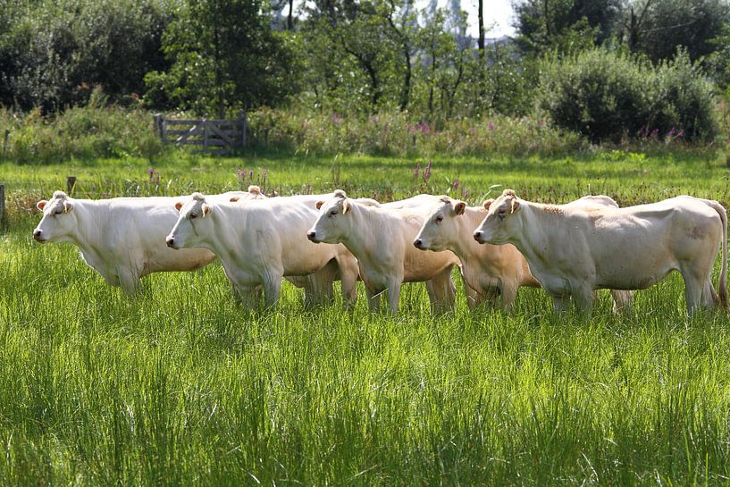 Koeien netjes op een rij by Arnold van der Horst