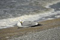 Mouette sur la digue