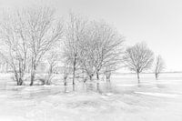 winterwunderland dordtse Biesbosch