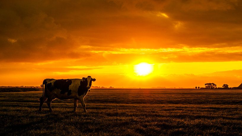 The sunny autumn cow by Sparkle King