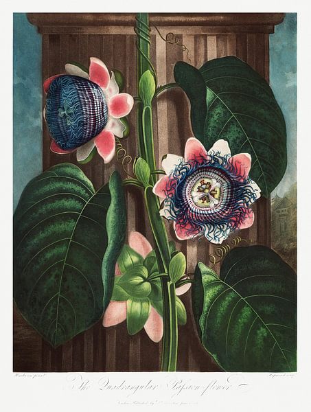 La passiflore quadrangulaire tirée de The Temple of Flora (1807) de Robert John Thornton. par Frank Zuidam