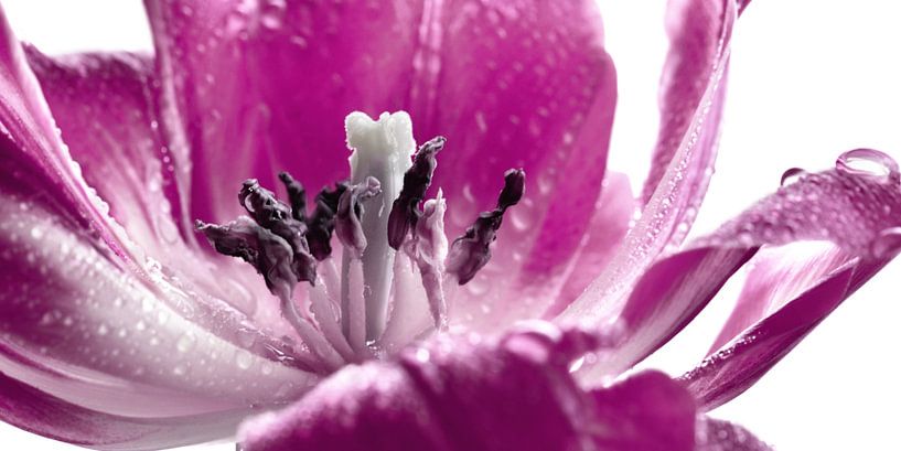 Tulipe avec goutte d'eau par Violetta Honkisz
