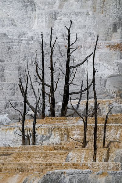 Zwarte bomen op oker en grijs van Leon Brouwer