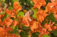 Honigsauger saugen Honig