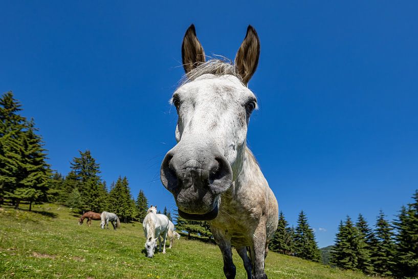 Wild horses in nature by Roland Brack