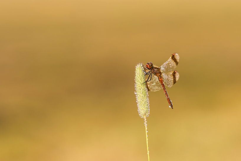 Band Darter von Arien Linge