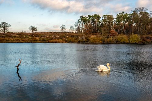 Swan swims gracefully in a lake surrounded by trees by Ruud Morijn