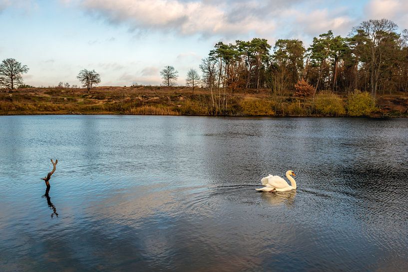 Swan swims gracefully in a lake surrounded by trees by Ruud Morijn