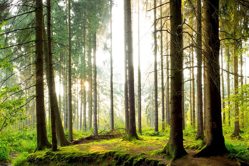 Lever de soleil dans la forêt par Günter Albers