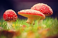 Agaric tue-mouches | Agaric tue-mouches