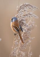 Bearded reedling 3