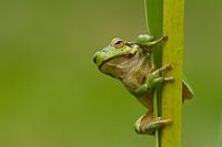 La rainette s'accroche à une tige de roseau.