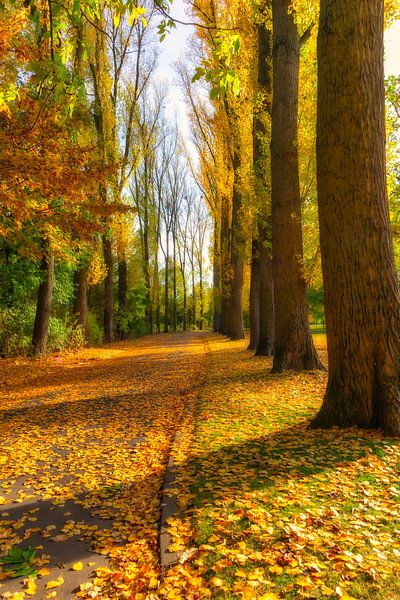 Herbst Rheinpark Allee by Dagmar Marina