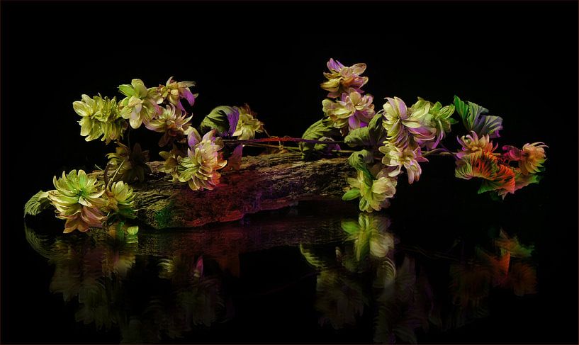 Hopfen auf Rinde von C.A. Maas