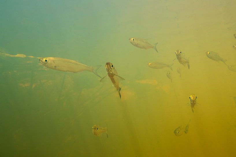 morne dans le ruisseau par Arthur de Bruin