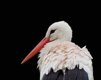 Storch in Nahaufnahme