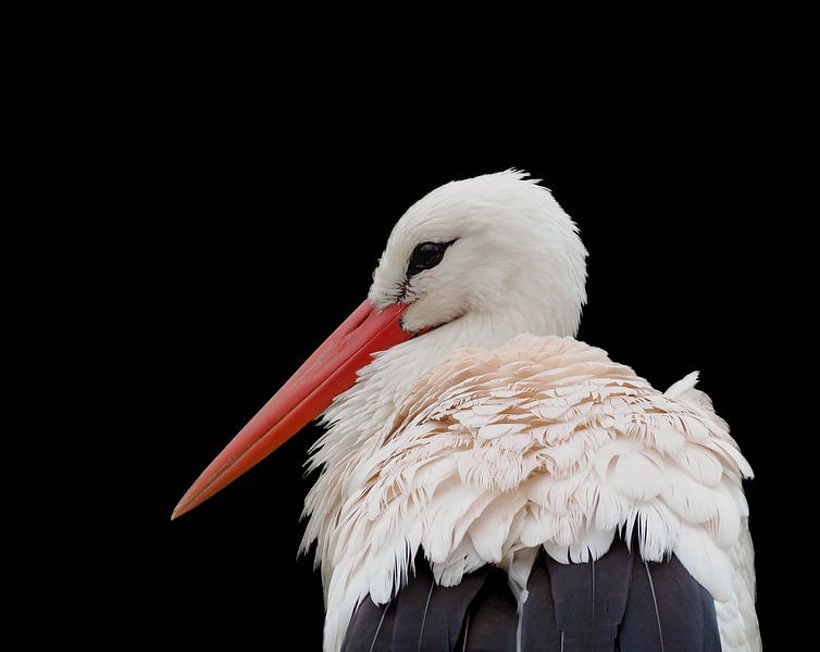 Storch in Nahaufnahme von Marjon Woudboer