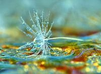 Petrola (Paardenbloem Pluisje in Petrol)