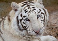 Tigre blanc