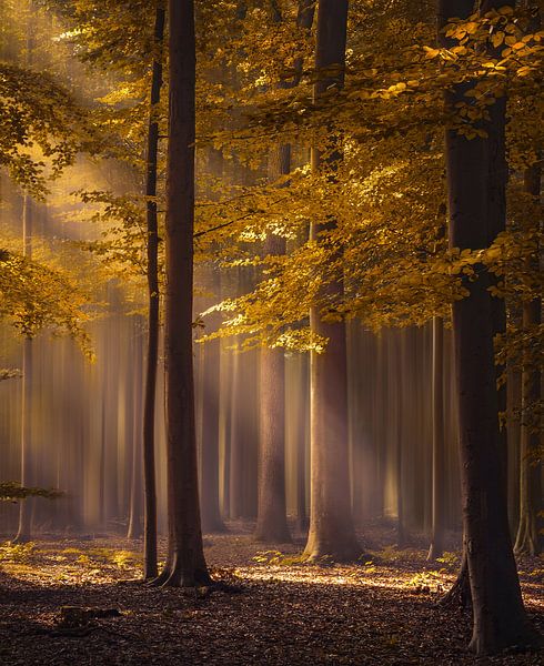 The golden delight par Rob Visser