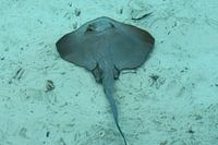 Rog auf dem Grund des Meeres