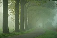 Allee der Bäume Kulisse Landschaft