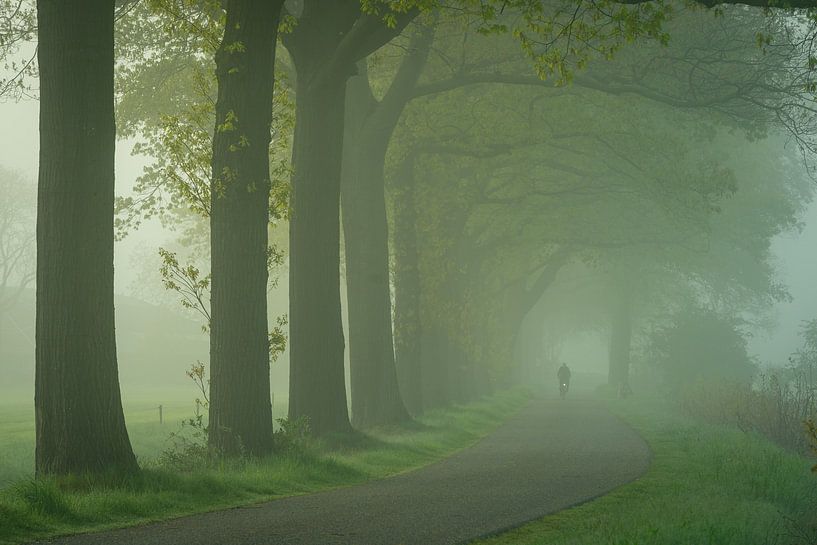 Avenue of trees coulisse landscape by Michiel kijkt!