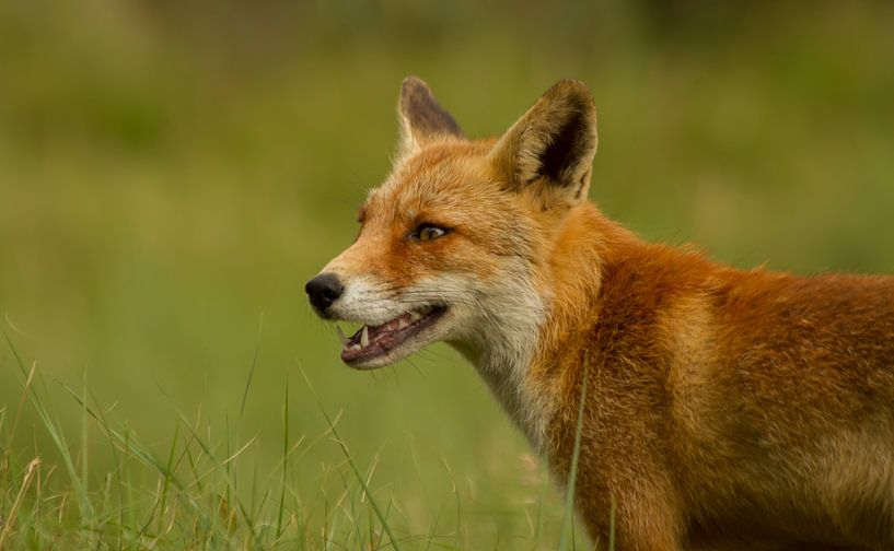 Fox se concentre sur une proie par Wim Brauns