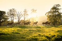 Géants dansants dans la lumière écossaise du soir