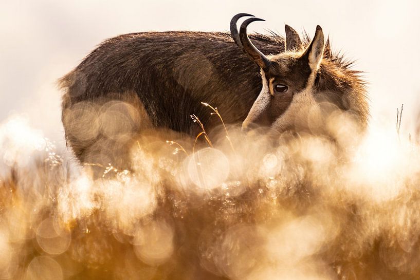 Edelsteine im Stimmungslicht von Sam Mannaerts