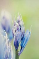 Blauwpaarse close up hosta hartlelie