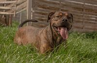 Spelen met een amerikaanse staffordshire terriër ruede in Jena
