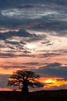 Boabab-Baum bei Sonnenuntergang 2
