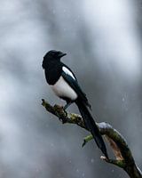 Magpie on a grey day