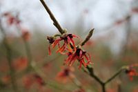Red witch hazel / hamamelis