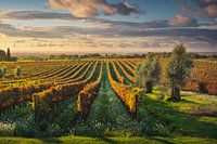 Bolgheri vineyards and olive trees at sunset. Tuscany