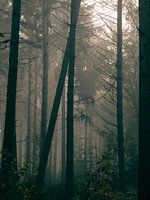 Bäume lehnen sich gegeneinander