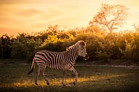 Zebra in the evening sun