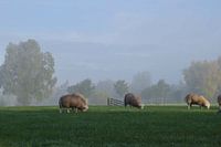 Moutons le matin