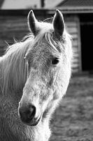  Close up of horses head in black and  white