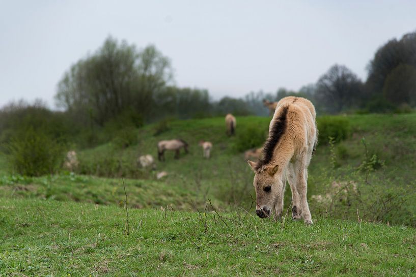 Jong veulen bij de Blaauwe Kamer by Cilia Brandts