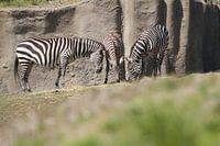 Drie  zebra's aan het grazen
