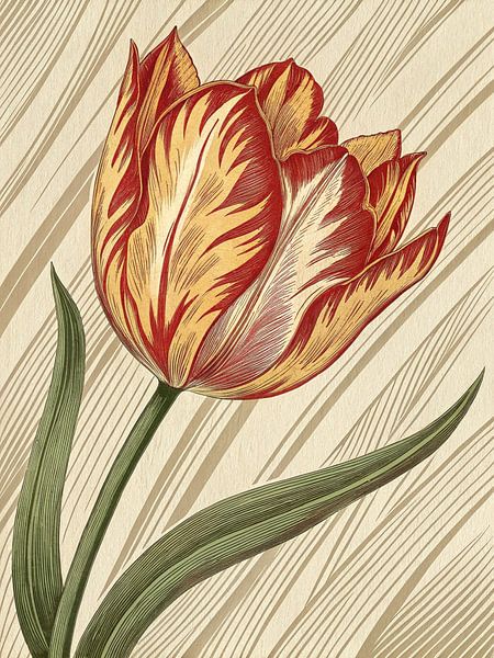 Tulipe brisée victorienne par Artistic