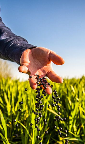 Kunststoff in der Natur von Nathan Avengazar