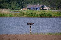Cormorant near Vlaardingen West: A Moment of Rest in Nature