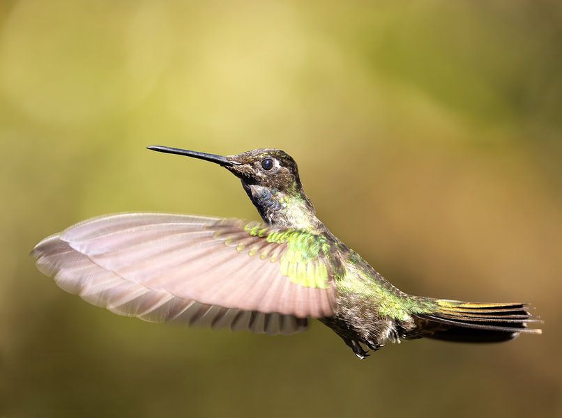 Kolibri Talamanca in Costa Rica von Rob Kempers