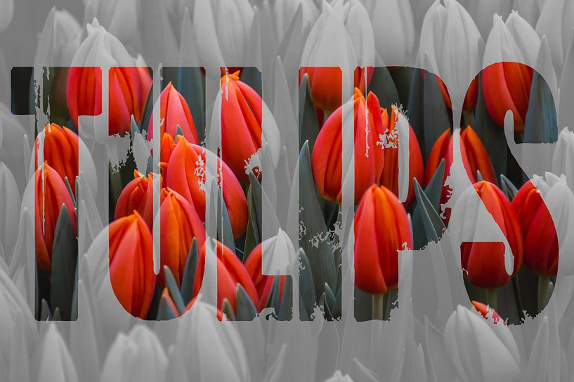 Tulpen uit Amsterdam met tekst par Stedom Fotografie