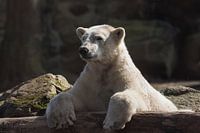 Eisbär : Ouwehands Dierenpark