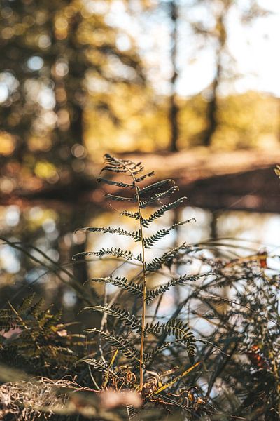 Segeln von Tessa in Focus