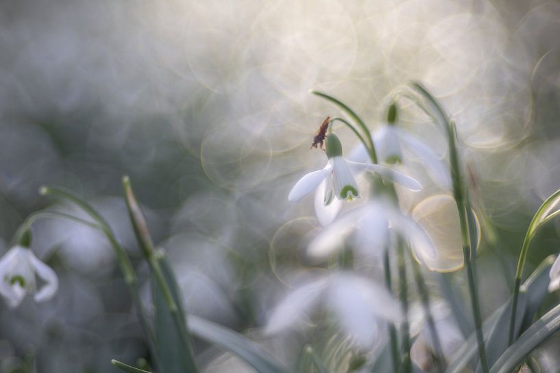 Foto 1 von Silvia Creemers